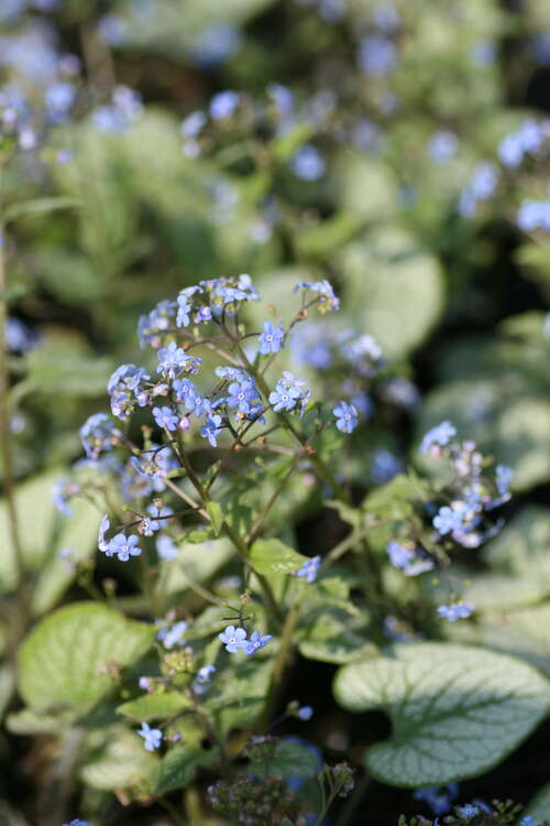 Bild von Brunnera macrophylla Jack Frost
