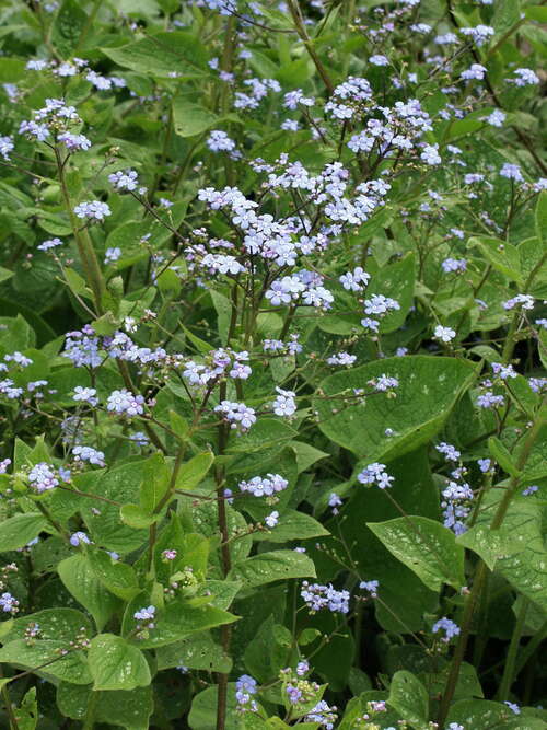 Bild von Brunnera macrophylla Langtrees