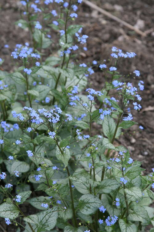 Bild von Kaukasusvergißmeinnicht