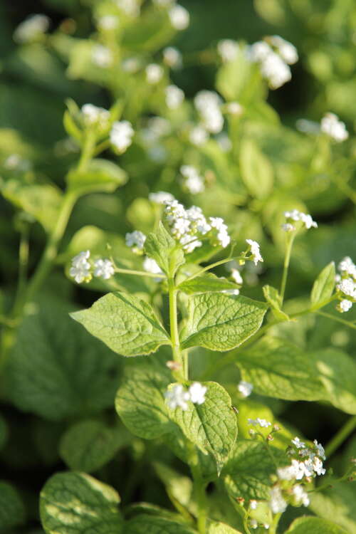 Bild von Brunnera macrophylla Mr.Morse