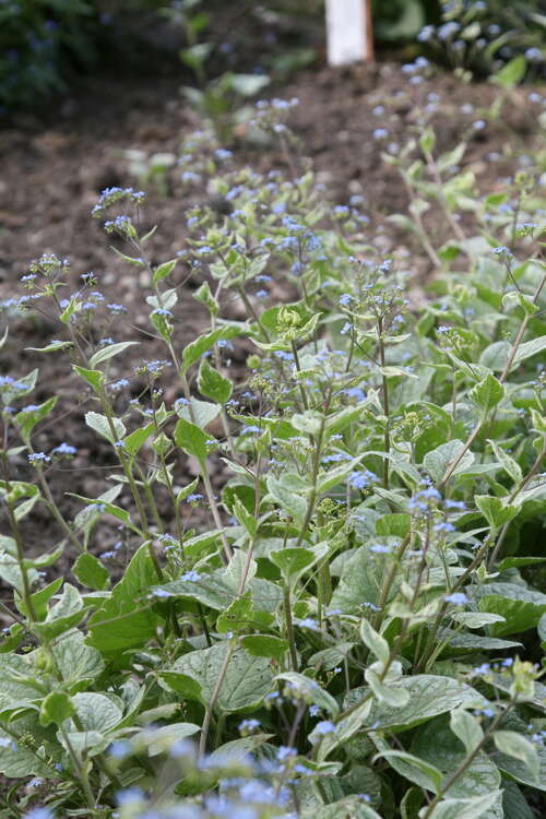 Bild von Kaukasusvergißmeinnicht