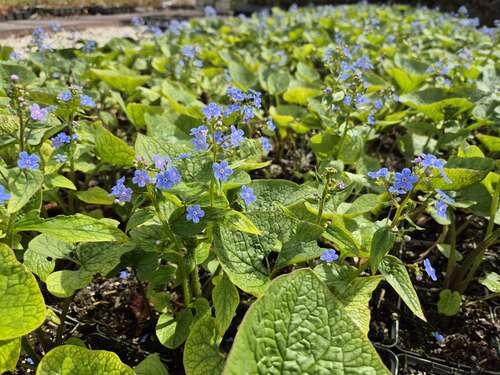 Bild von Brunnera sibirica