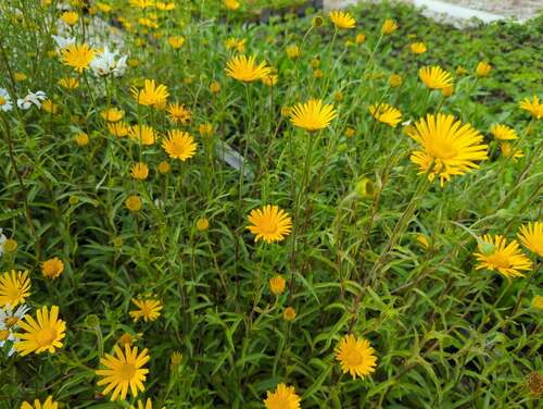 Bild von Buphthalmum salicifolium