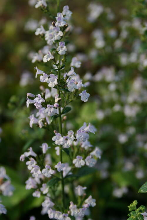 Bild von Calamintha nepeta Triumphator