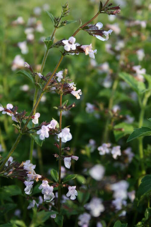 Bild von Calamintha nepeta Blue Cloud
