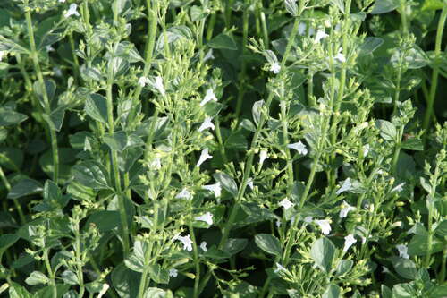 Bild von Calamintha nepeta Weißer Riese