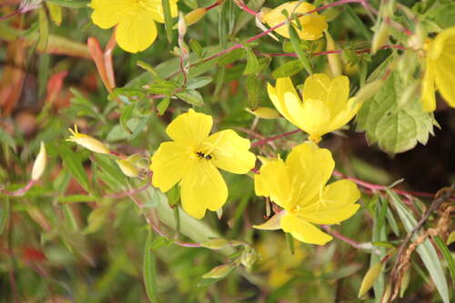Bild von Calylophus hartwegii Sundrop