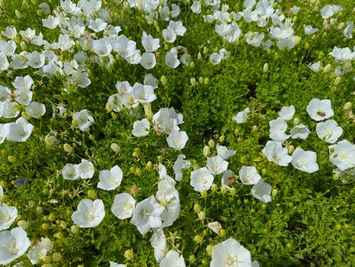 Bild von Campanula carpatica Weiße Clips