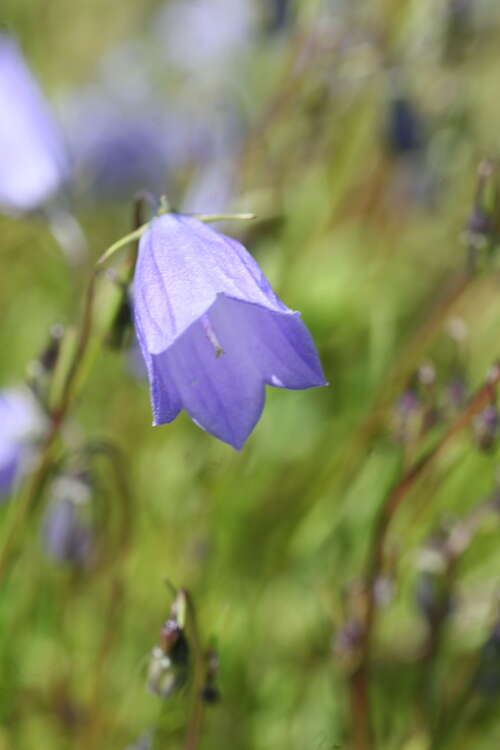 Bild von Campanula cochleariifolia pusilla