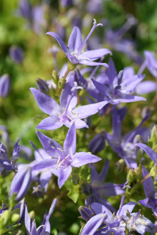 Bild von Campanula garganica Erinus Major