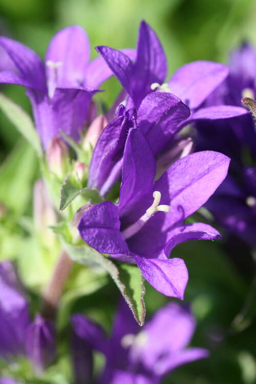 Bild von Campanula glomerata Acaulis