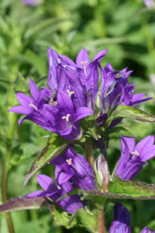 Bild von Campanula glomerata Dahurica