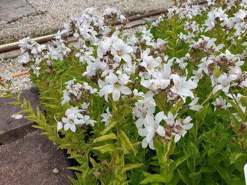 Bild von Garten-Dolden-Glockenblume