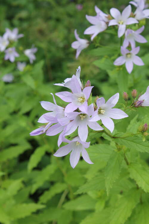 Bild von Campanula lactiflora Prichard