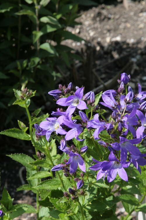 Bild von Campanula lactiflora Superba