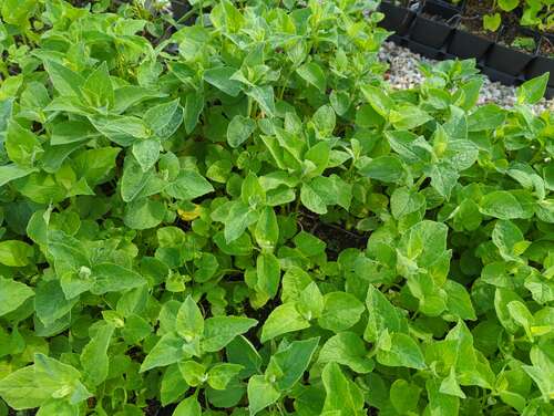 Bild von Campanula latifolia macrantha