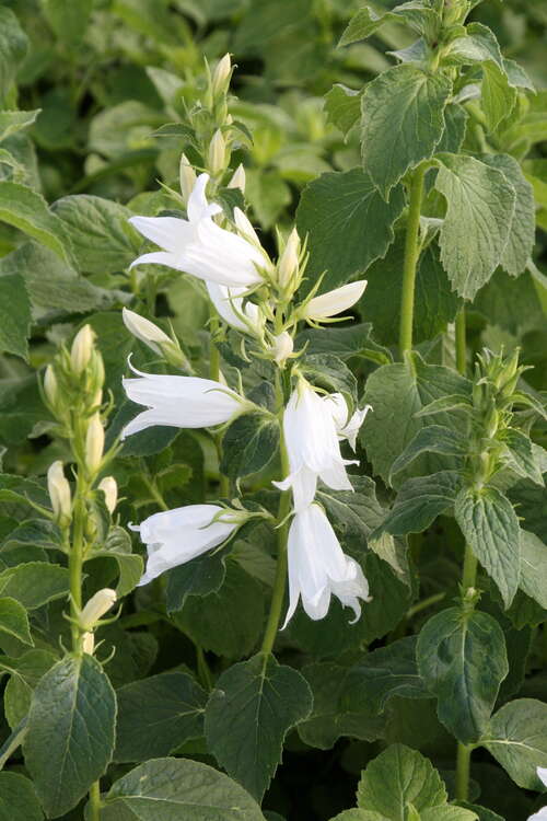 Bild von Campanula latifolia macrantha Alba