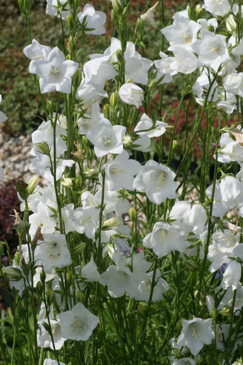 Bild von Campanula persicifolia Grandiflora Alba