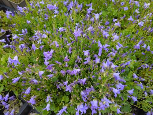 Bild von Campanula portenschlagiana