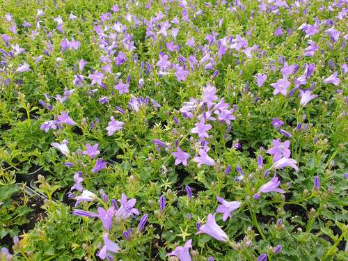 Bild von Campanula portenschlagiana Resholt