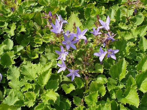 Bild von Campanula poscharskyana