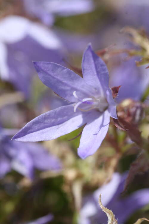 Bild von Campanula poscharskyana Blauranke