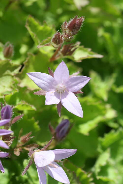 Bild von Campanula poscharskyana Lilacina