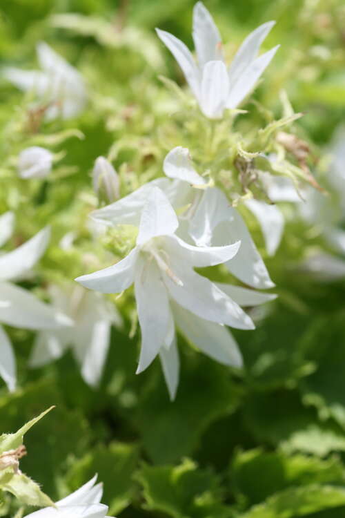 Bild von Campanula poscharskyana Schneeranke