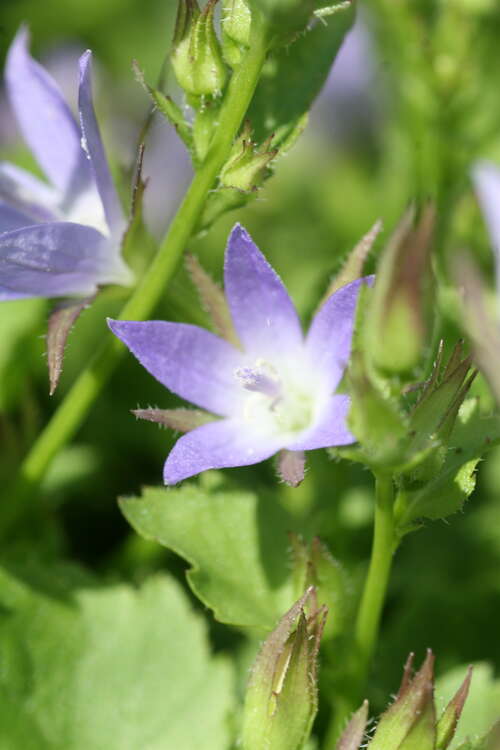 Bild von Campanula poscharskyana Templiner Teppich