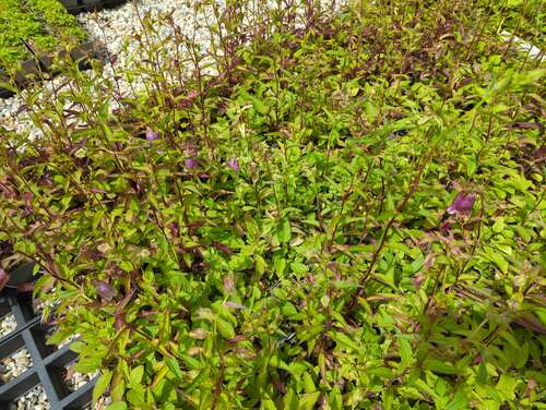 Bild von gepunktete Glockenblume