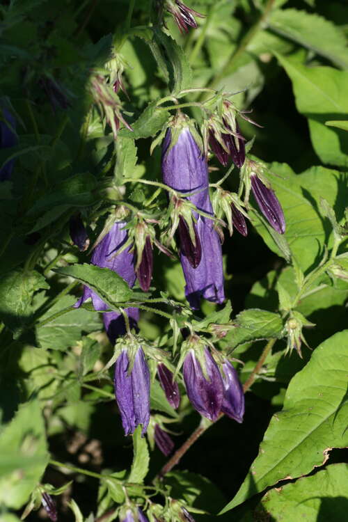Bild von Campanula punctata Sarastro
