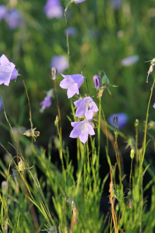 Bild von Rundblättrige Glockenblume