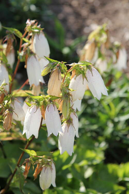 Bild von Campanula takesimana Alba