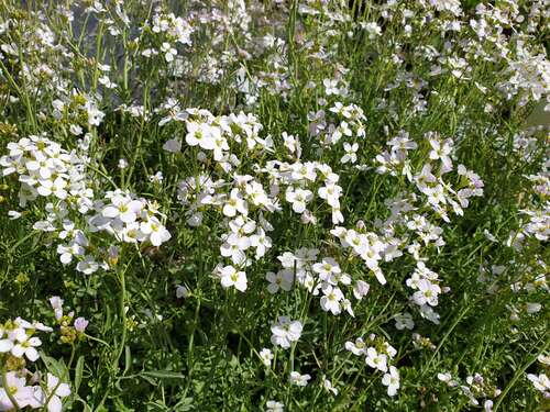 Bild von Cardamine pratensis