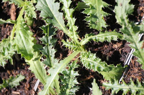 Bild von Carduus nutans