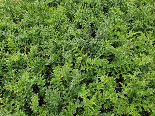 Bild von Carlina acaulis