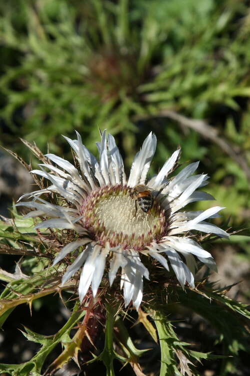 Bild von Carlina acaulis ssp.-simplex