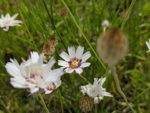 Bild von Catananche caerulea Alba