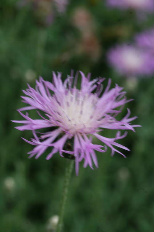 Bild von Centaurea bella