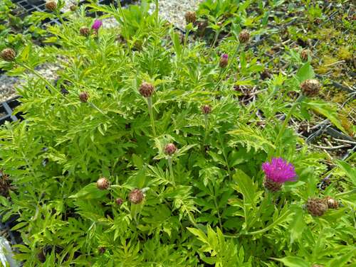 Bild von Centaurea dealbata Steenbergii
