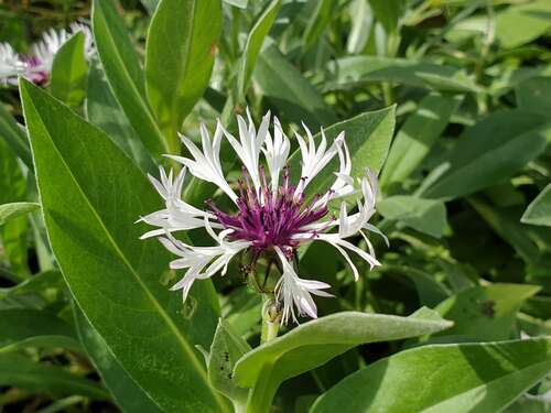 Bild von Centaurea montana Amethyst in Snow