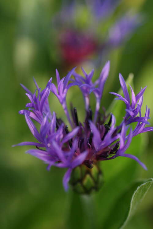 Bild von Centaurea montana Black-Sprite