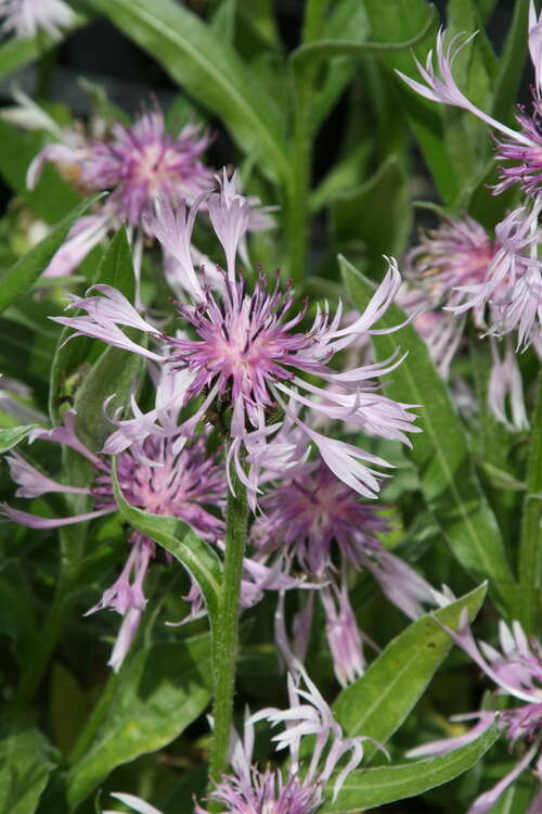 Bild von Centaurea montana Rosea