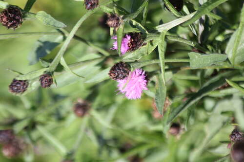 Bild von Schwärzliche Flockenblume