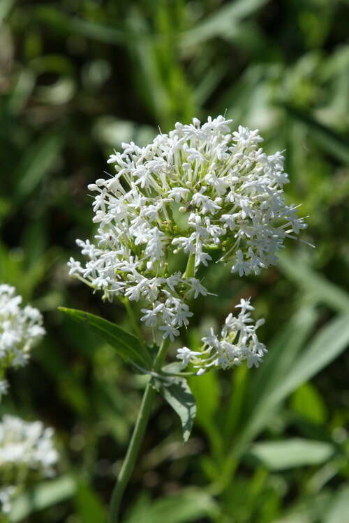 Bild von Centranthus ruber Albus