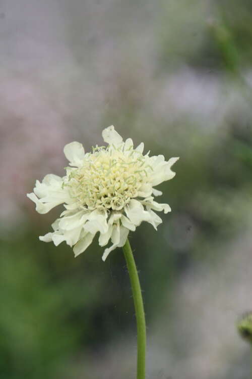 Bild von Cephalaria gigantea