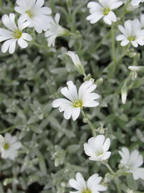 Bild von Cerastium tomentosum Silberteppich
