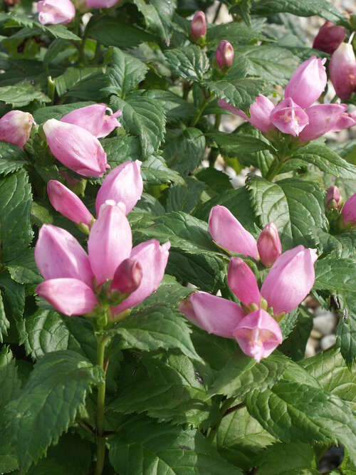 Bild von Chelone lyonii Hot Lips