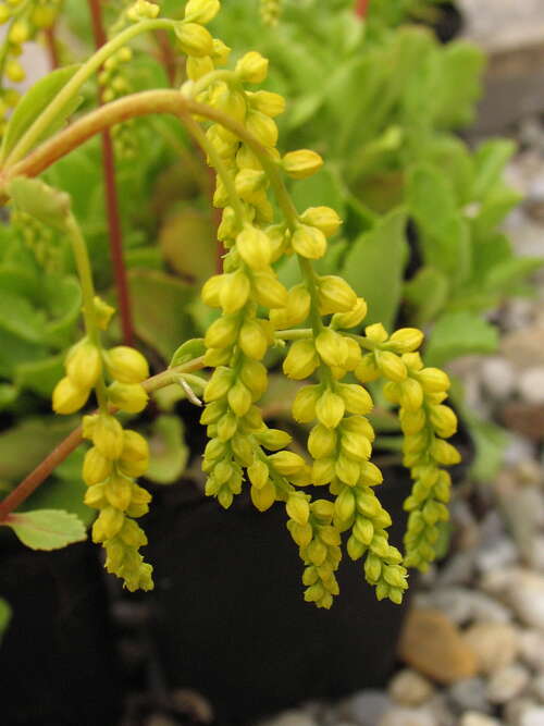 Bild von Chiastophyllum oppositifolium