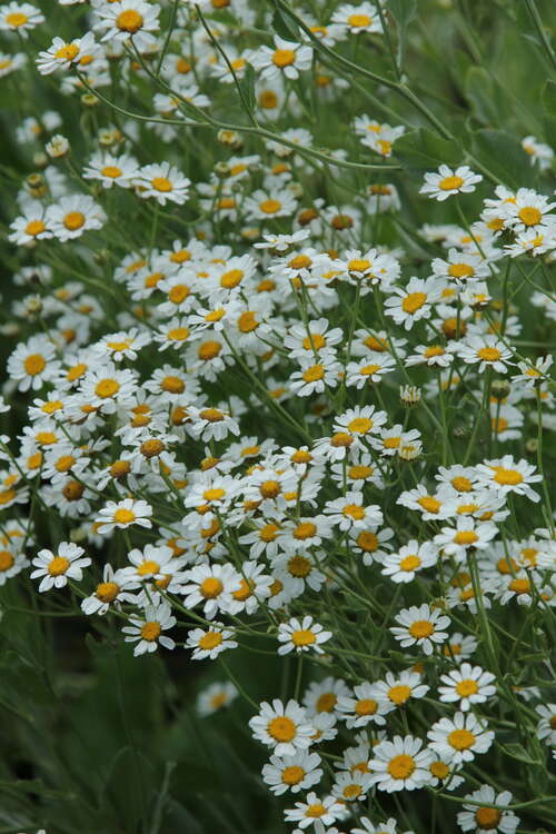 Bild von Chrysanthemum parthenicum